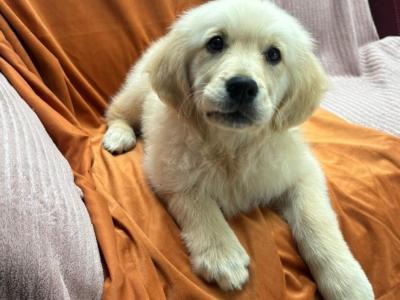 Golden Retriever puppies in Limerick