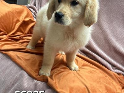 Golden Retriever puppies in Limerick - only FEMALE now