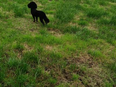 Toy Poodle for stud in Cork