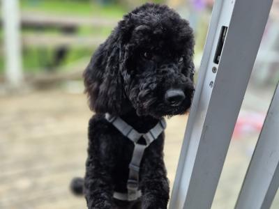 Toy Poodle for stud in Cork