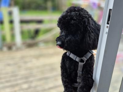 Toy Poodle for stud in Cork