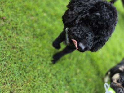 Toy Poodle for stud in Cork