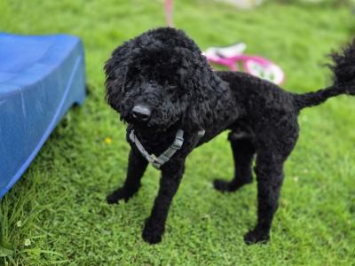 Toy Poodle for stud in Cork