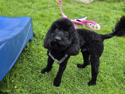 Toy Poodle for stud in Cork