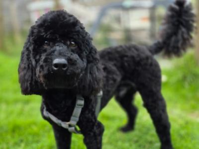 Toy Poodle for stud in Cork