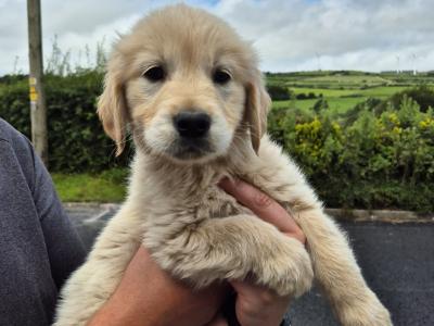 5 purebred IKC Registered Golden Retriever puppies in Limerick
