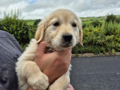 5 purebred IKC Registered Golden Retriever puppies in Limerick