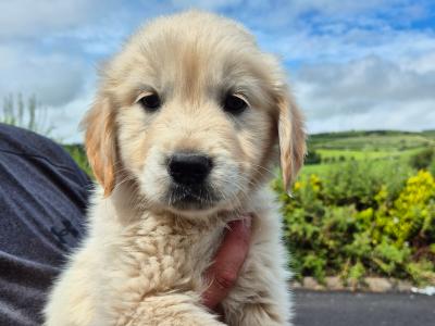 5 purebred IKC Registered Golden Retriever puppies in Limerick