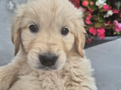 5 purebred IKC Registered Golden Retriever puppies in Limerick