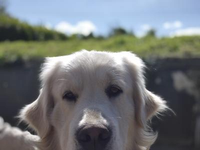 5 purebred IKC Registered Golden Retriever puppies in Limerick
