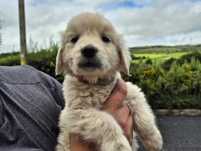 5 purebred IKC Registered Golden Retriever puppies in Limerick