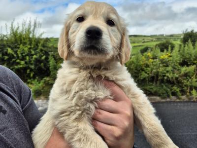5 purebred IKC Registered Golden Retriever puppies in Limerick