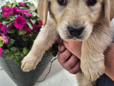 5 purebred IKC Registered Golden Retriever puppies in Limerick
