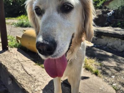 5 purebred IKC Registered Golden Retriever puppies in Limerick