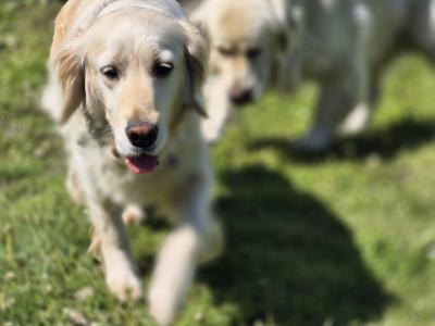 5 purebred IKC Registered Golden Retriever puppies in Limerick