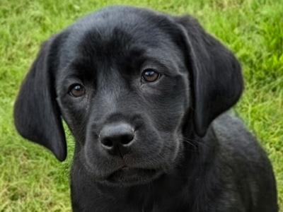 Purebred Labrador puppies in Tipperary