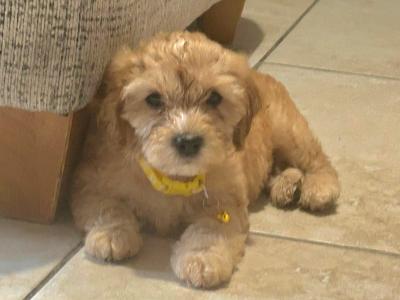 Cockapoo puppies in Laois
