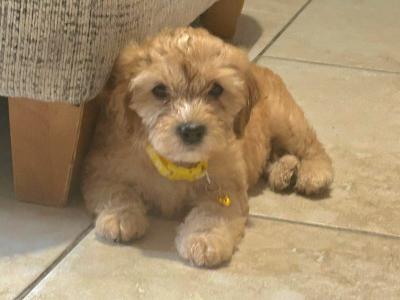 Cockapoo puppies in Laois