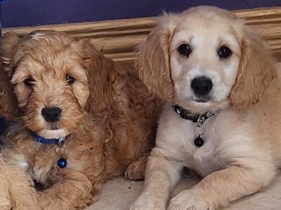 Cockapoo puppies in Laois