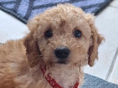 Cockapoo puppies in Laois