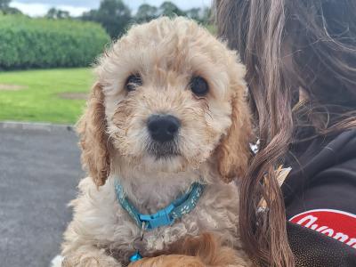 Cockapoo puppies in Laois