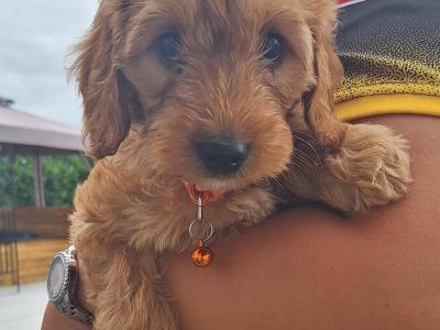 Cockapoo puppies in Laois