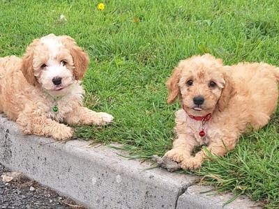 Cockapoo puppies in Laois