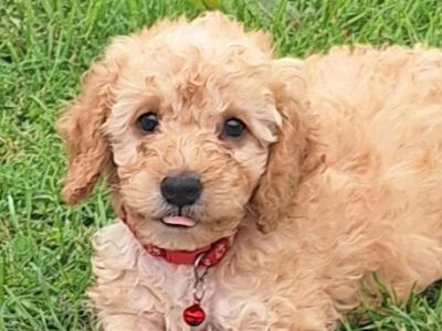 Cockapoo puppies in Laois