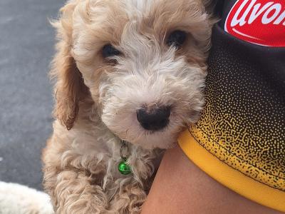 Cockapoo puppies in Laois