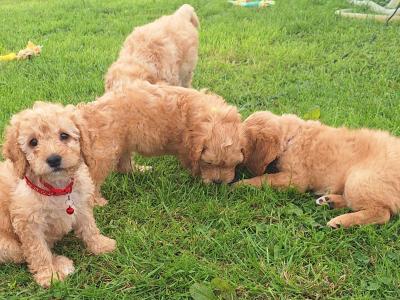 Cockapoo puppies in Laois