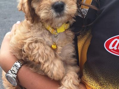 Cockapoo puppies in Laois