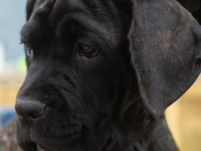 Cane Corso Puppies in Kildare - ONE PUPPY LEFT