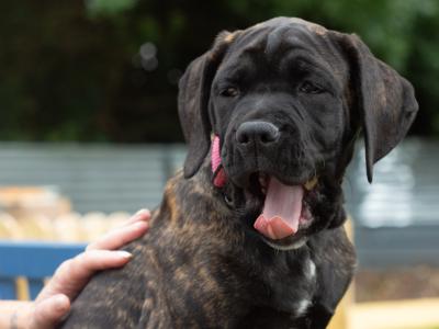 Cane Corso Puppies in Kildare - ONE PUPPY LEFT