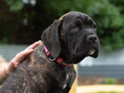 Cane Corso Puppies in Kildare - ONE PUPPY LEFT