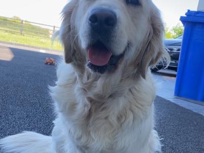 Premium Quality IKC Registered(pending) Golden Retriever puppies in Galway