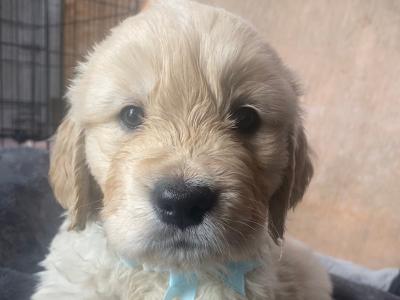 Premium Quality IKC Registered(pending) Golden Retriever puppies in Galway