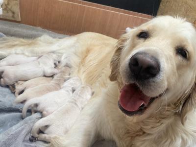 Premium Quality IKC Registered(pending) Golden Retriever puppies in Galway