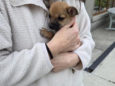 Jack Russell x Chihuahua puppies in Mayo