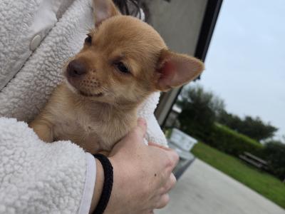 Jack Russell x Chihuahua puppies in Mayo