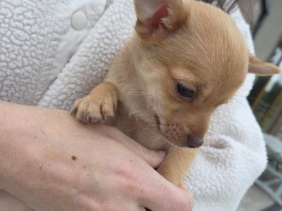 Jack Russell x Chihuahua puppies in Mayo