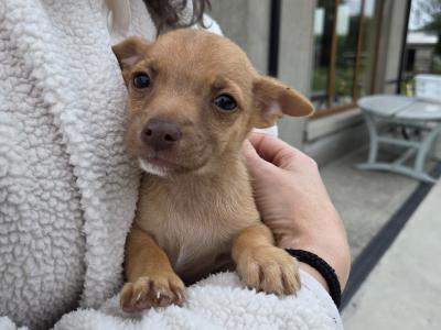 Jack Russell x Chihuahua puppies in Mayo
