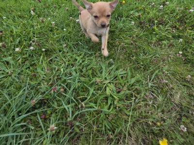 Jack Russell x Chihuahua puppies in Mayo