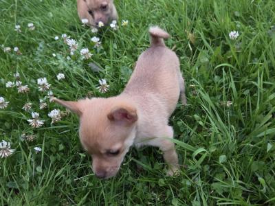 Jack Russell x Chihuahua puppies in Mayo