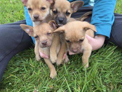 Jack Russell x Chihuahua puppies in Mayo