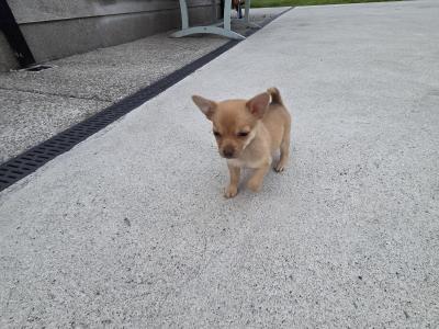 Jack Russell x Chihuahua puppies in Mayo