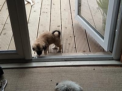 Female Maltese Cross Tibetan Terrier puppy in Offaly