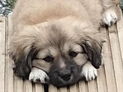 Female Maltese Cross Tibetan Terrier puppy in Offaly