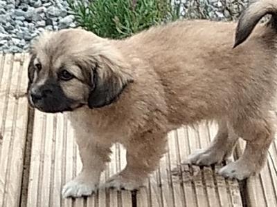 Female Maltese Cross Tibetan Terrier puppy in Offaly
