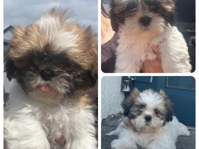 3 beautiful Shih Tzu girl puppies in Galway