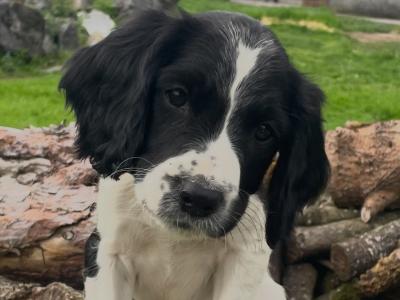 Beautiful Litter of PB Springer Spaniel pups in Galway